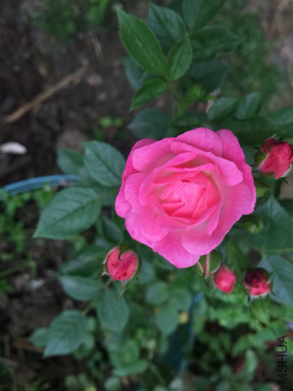 ΢��ͼƬ_20180423115437.jpg