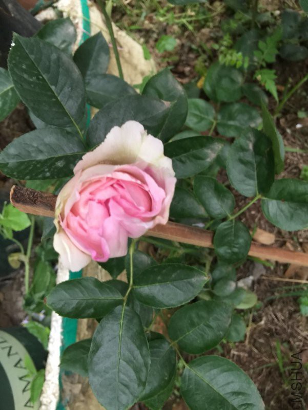 ΢��ͼƬ_20180423115431.jpg