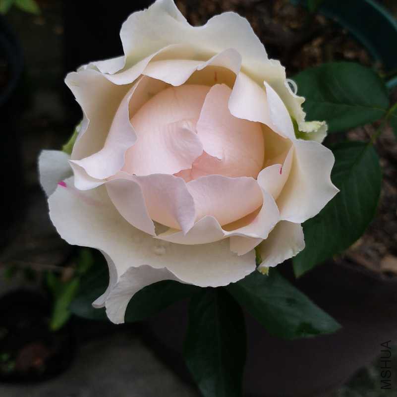 20180421_121601.jpg