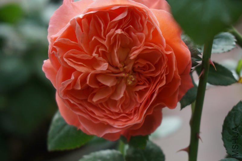 DSC00808.JPG