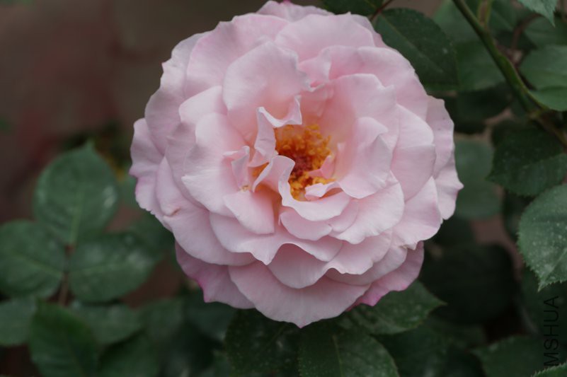 DSC00816.JPG