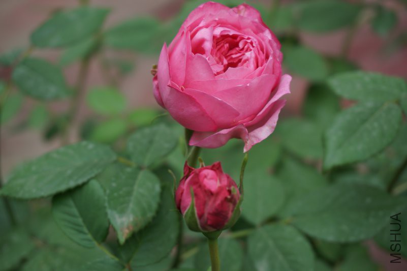 DSC00830.JPG