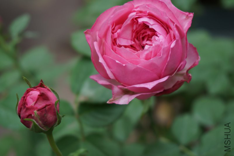 DSC00832.JPG