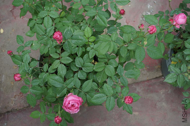 DSC00834.JPG