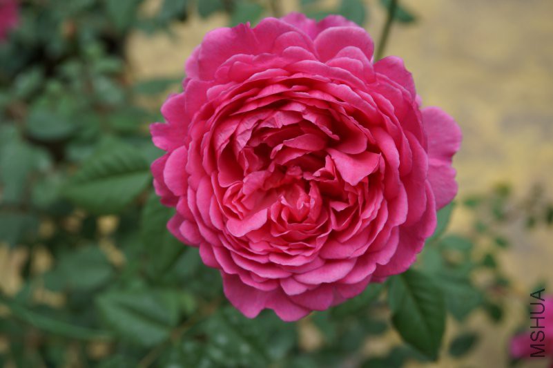 DSC00838.JPG