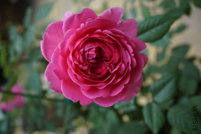 DSC00839.JPG