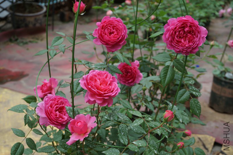 DSC00842.JPG