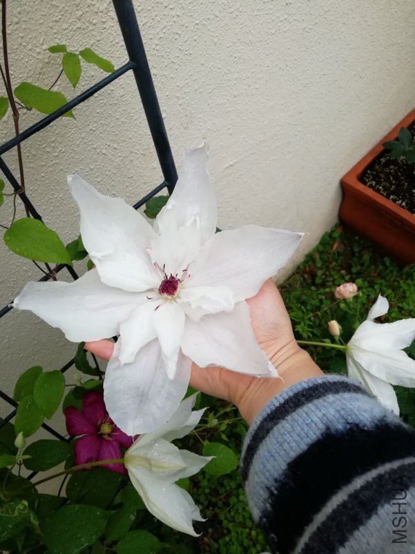 QQͼƬ20180423154437.jpg