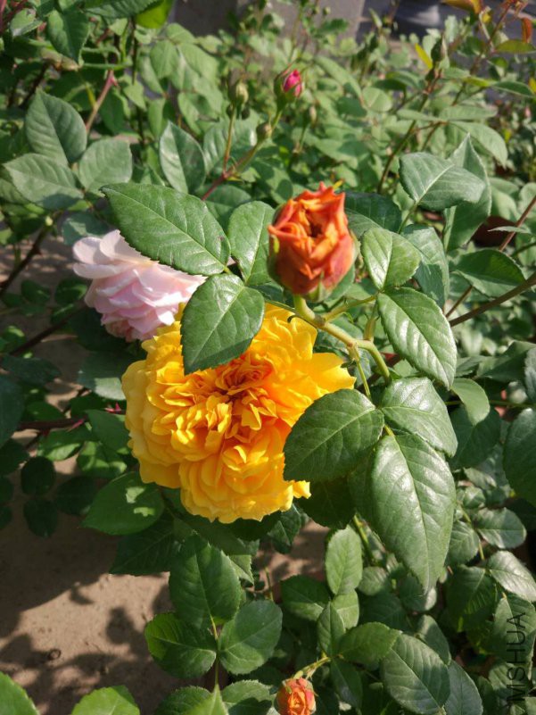 ΢��ͼƬ_20180423172712.jpg