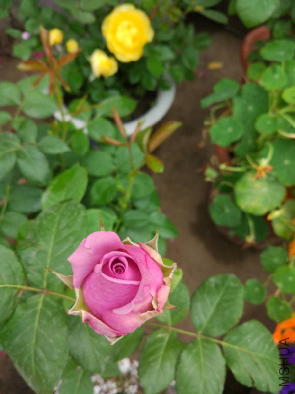 ΢��ͼƬ_20180423172337.jpg