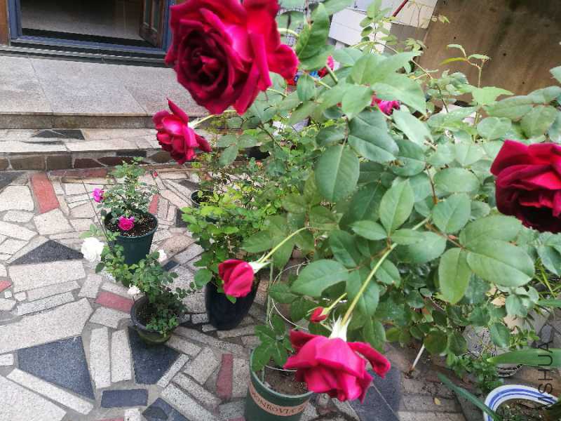 IMG_20171028_074746.jpg