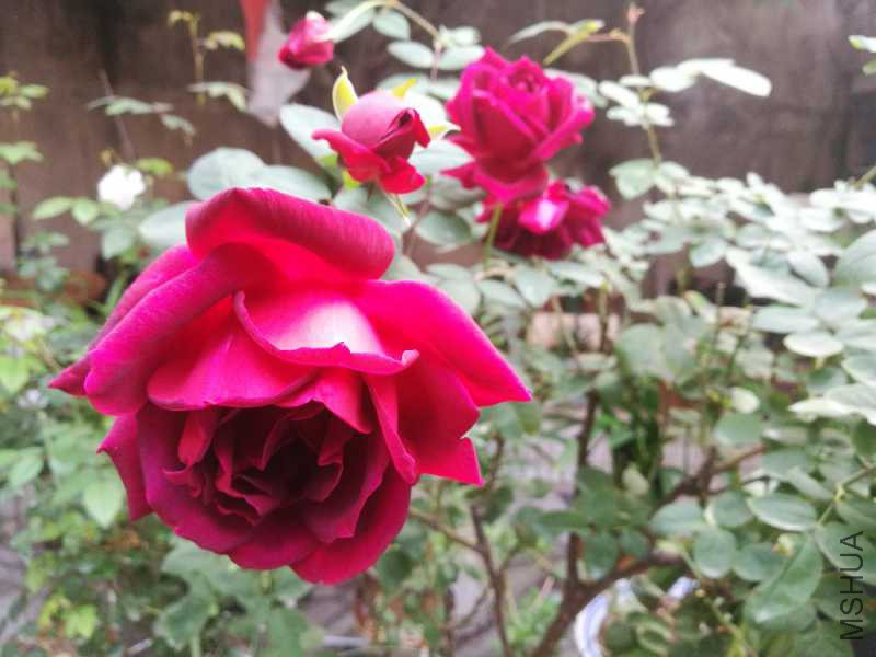 IMG_20171027_071226.jpg