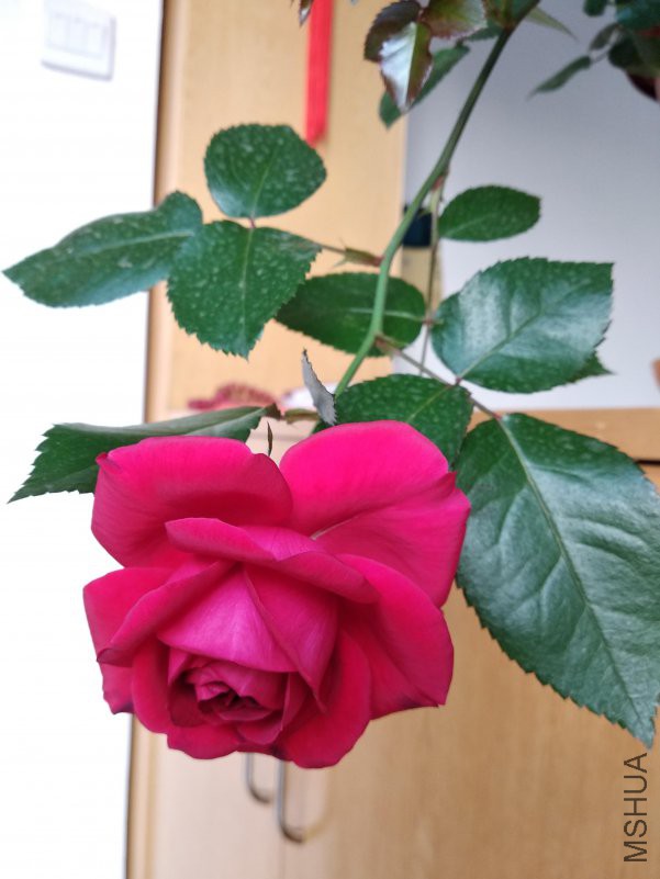 IMG_20180418_180138.jpg
