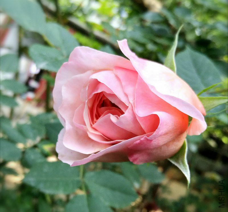 IMG_20180423_202845.jpg