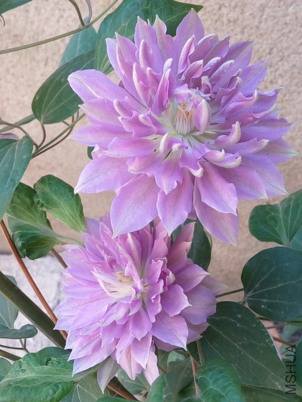 TIMͼƬ20180423214458.jpg