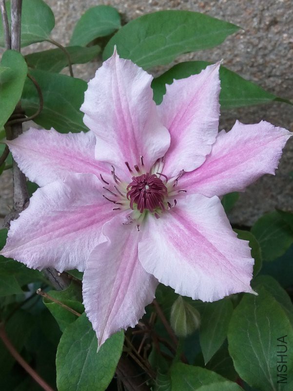 TIMͼƬ20180423214503.jpg