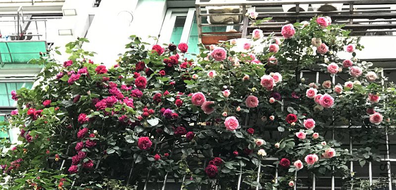 �ҵ����£�20180503.jpg