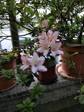 IMG20180331071843.jpg