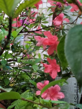 IMG20180413064314.jpg
