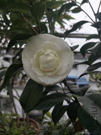 ���Ű׳���2.jpg