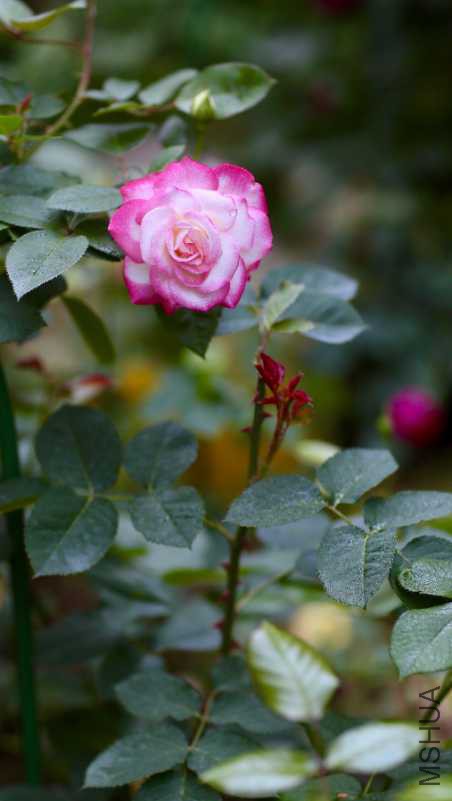 2E0331DF-3DAA-4D25-80B7-1369D22C02D8.jpeg