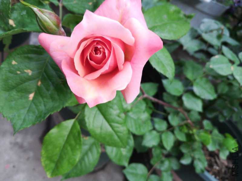 IMG_20180423_185842.jpg