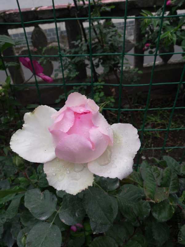 IMG_20180419_190830.jpg