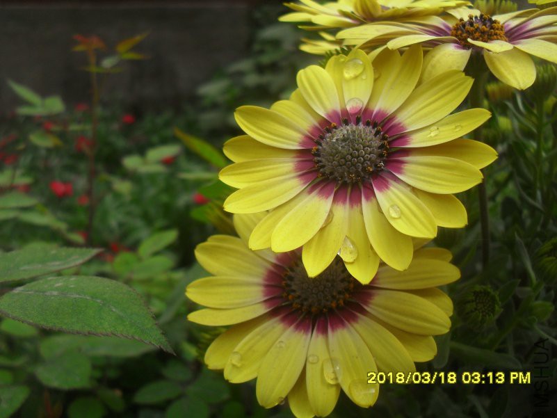 SDC15540.jpg