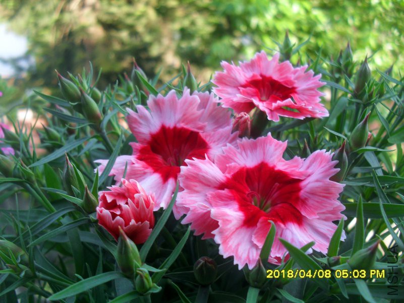 SDC15889.jpg