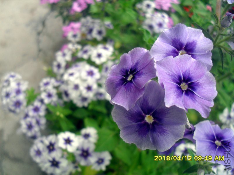 SDC15998.jpg