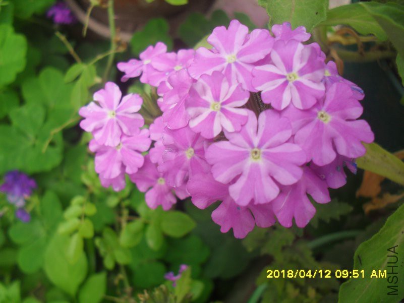 SDC16003.jpg