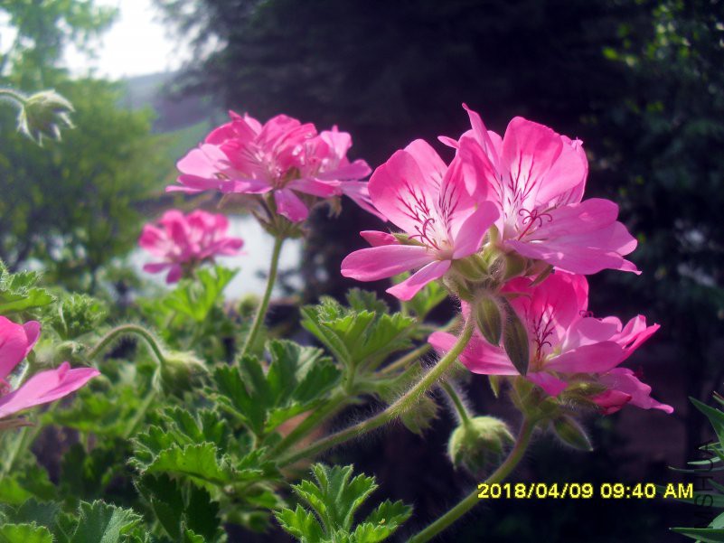 SDC15912.jpg