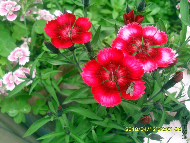 SDC16001.jpg