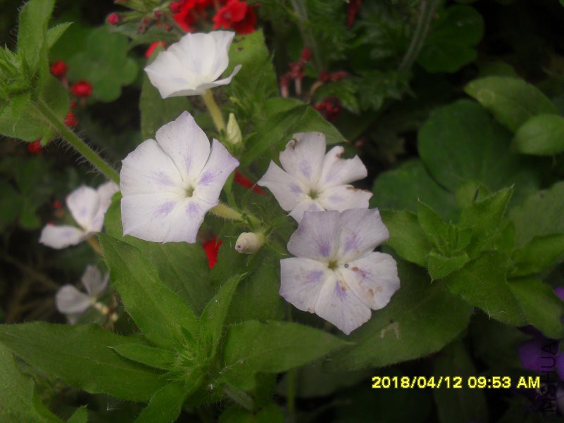 SDC16007.JPG
