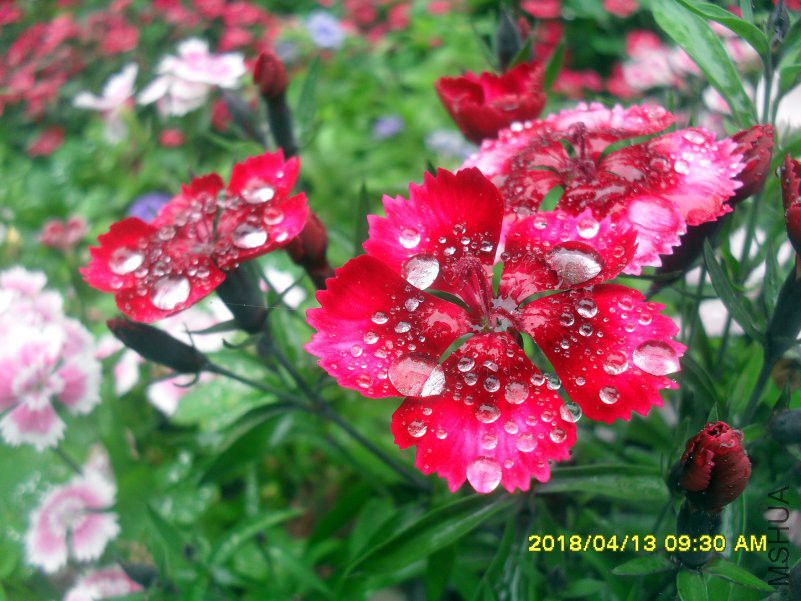 SDC16064.jpg