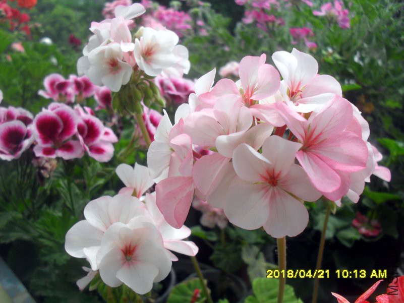 SDC16307.jpg