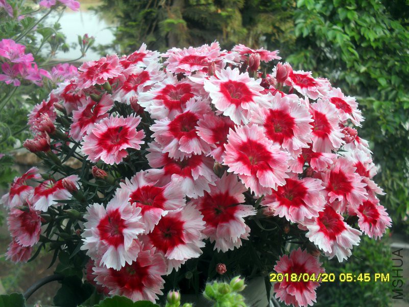 SDC16299.jpg
