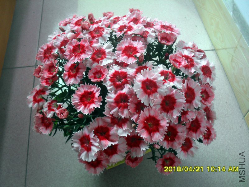SDC16310.jpg
