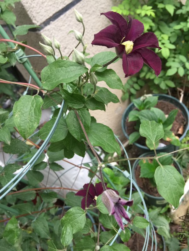 ΢��ͼƬ_20180425081223.jpg