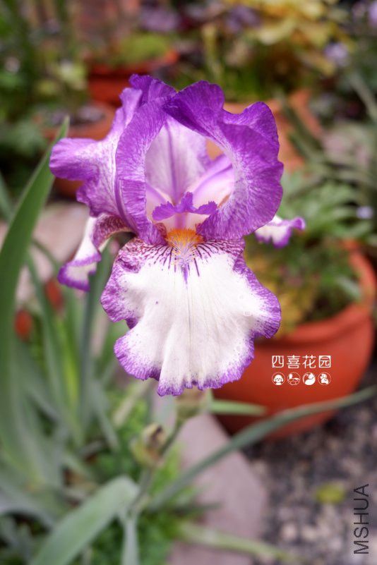 DSCF2418.jpg