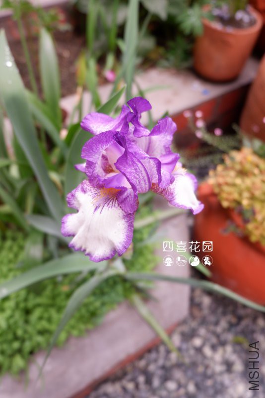 DSCF2411.jpg