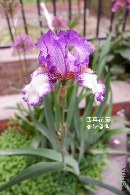 DSCF2412.jpg