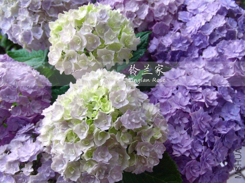 ��ҵġ����ҵ����ӡ����뿴��ɫδ��ɫ�ģ����ҵĿ���ͼ�Ƿ���Щ���ƣ�