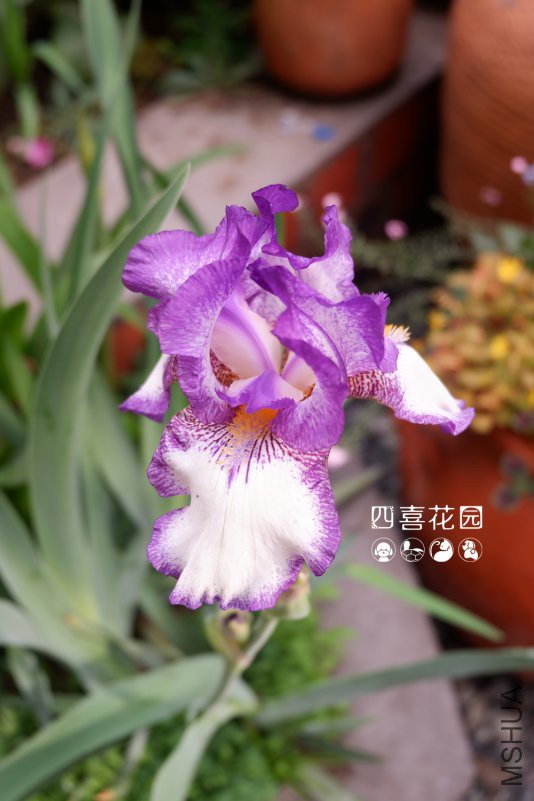 DSCF2441.jpg