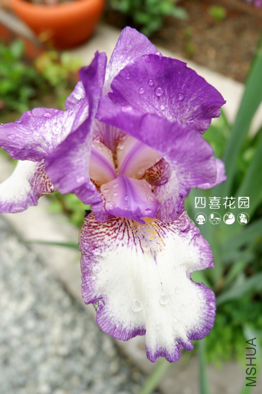 DSCF2445.jpg