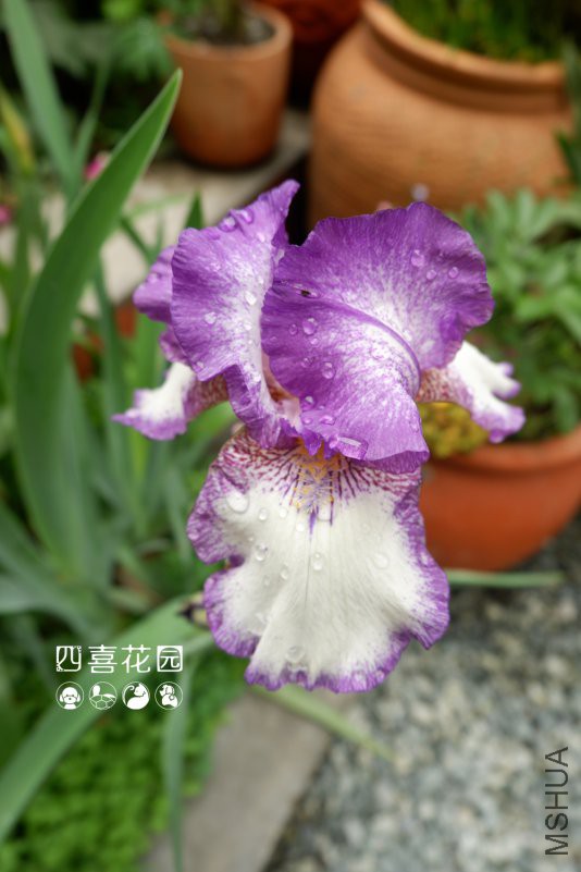 DSCF2442.jpg