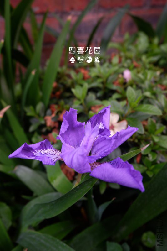 DSCF2429.jpg