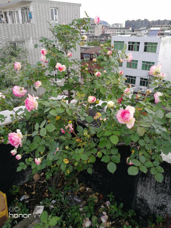 IMG_20180424_070323.jpg