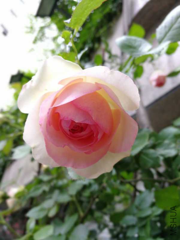 IMG_20180424_100704.jpg