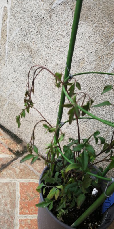 IMG_20180423_153901.jpg